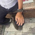 レス1番のリンク先のサムネイル画像