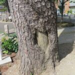 レス1番のリンク先のサムネイル画像