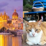 レス6番のリンク先のサムネイル画像