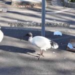 レス25番の画像1