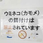 レス29番の画像1