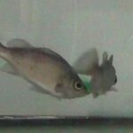 レス1番のリンク先のサムネイル画像