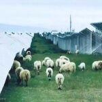 レス2番の画像5