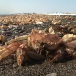 レス1番のリンク先のサムネイル画像