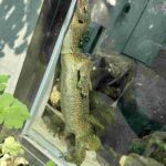 レス2番の画像1