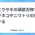レス1番のリンク先のサムネイル画像