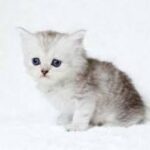 レス2番のリンク先のサムネイル画像