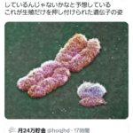 レス2番の画像1